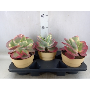 Kalanchoe NF thyrsiflora 'Red Lips'