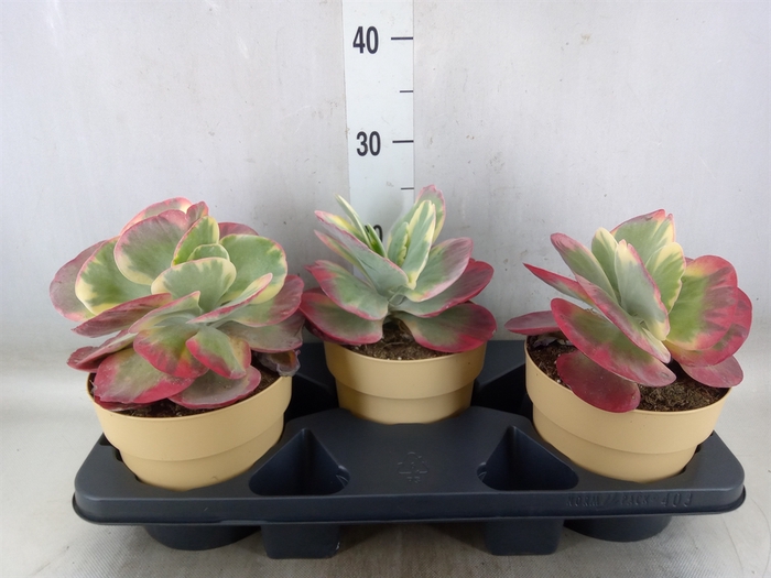 <h4>Kalanchoe NF thyrsiflora 'Red Lips'</h4>