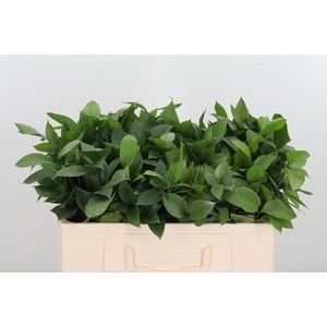 Ruscus