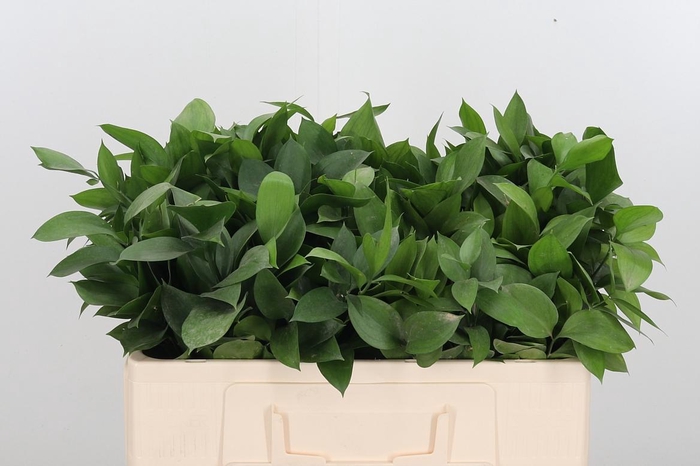 <h4>Ruscus</h4>