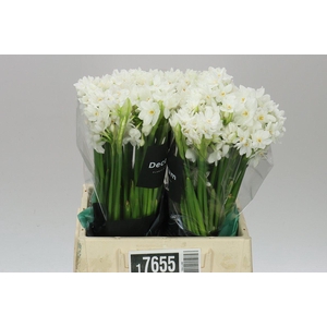 Narcissus Ta Ziva X20