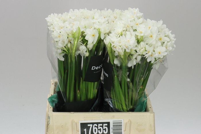 <h4>Narcissus Ta Ziva X20</h4>