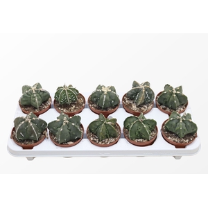 Astrophytum Myriostigma Monstruosa