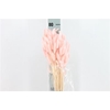 Dreid Lagurus Bleached Rosa Antico