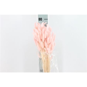 Dreid Lagurus Bleached Rosa Antico