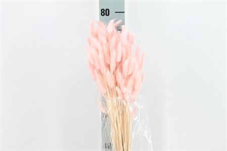 <h4>Dreid Lagurus Bleached Rosa Antico</h4>