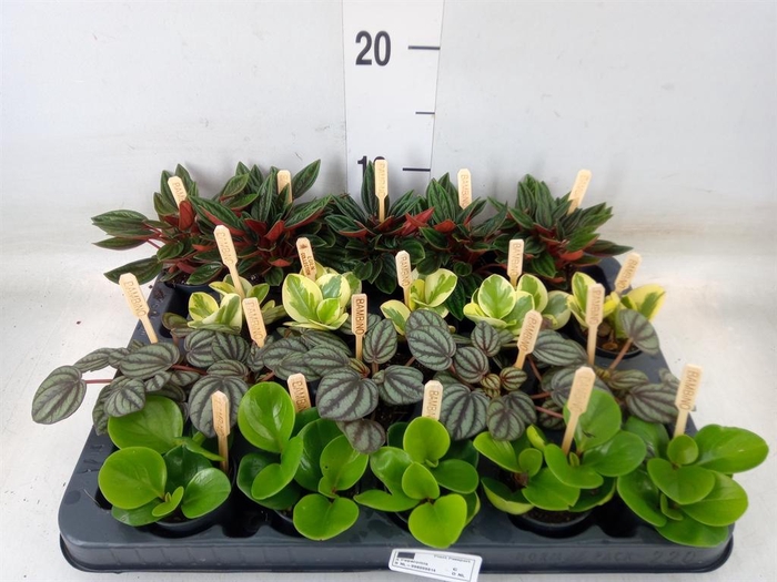 <h4>Peperomia   ...mix</h4>