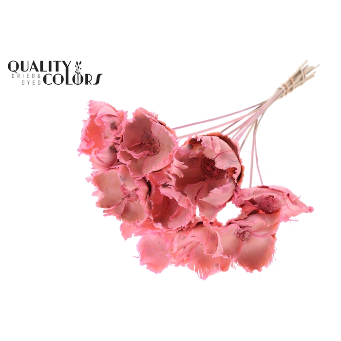 <h4>Palm cup on stem Bleached  Frosted Pink</h4>