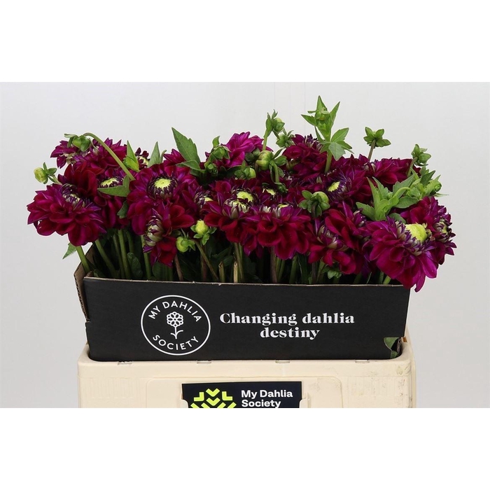 <h4>Dahlia Henk Riverdale</h4>