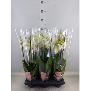 Phalaenopsis  'Ant Inverness'