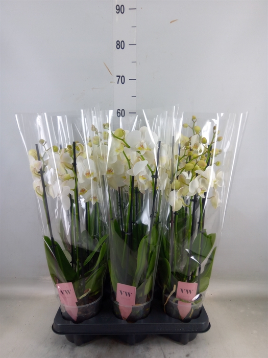 <h4>Phalaenopsis  'Ant Inverness'</h4>