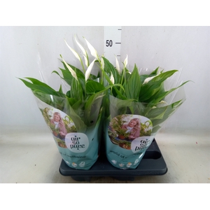 Spathiphyllum  'Pearl Cupido'
