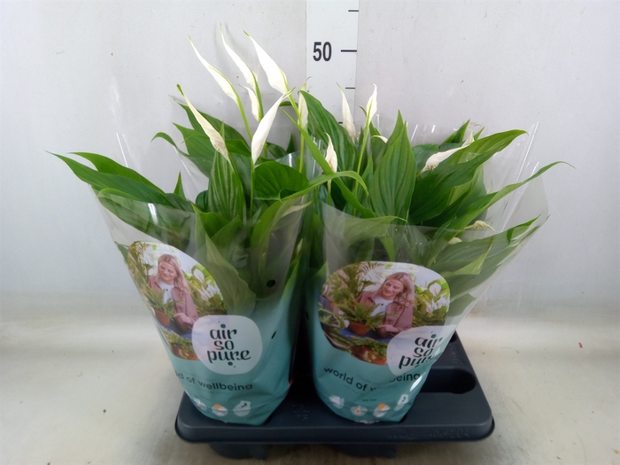 <h4>Spathiphyllum  'Pearl Cupido'</h4>