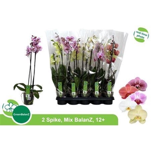 Phal Gem 2 Branche 12+ 40% Vert.