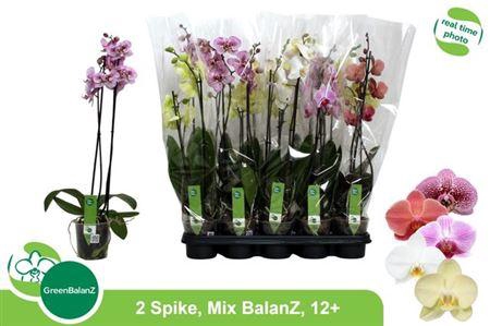 <h4>Phal Gem 2 Branche 12+ 40% Vert.</h4>