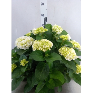 Hydrangea mac. 'Hi White Sun'