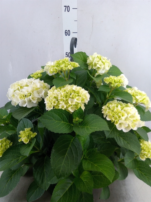<h4>Hydrangea mac. 'Hi White Sun'</h4>