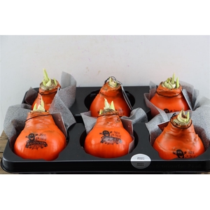 Wax Hipp Printz Halloween