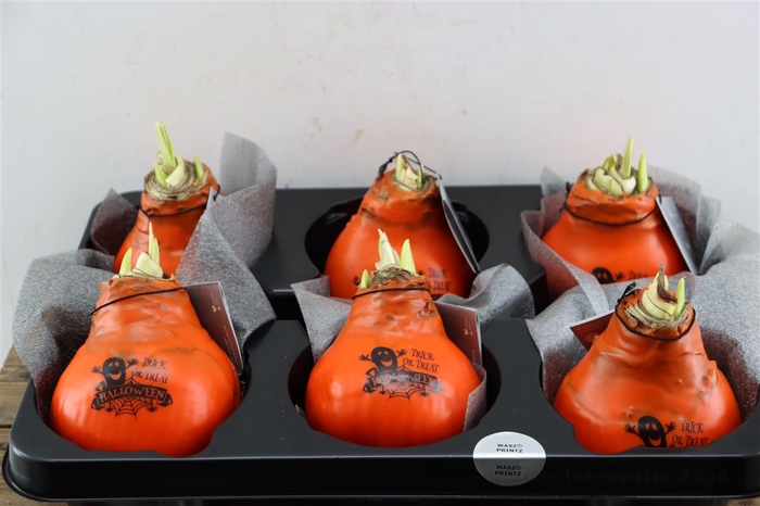 <h4>Wax Hipp Printz Halloween</h4>