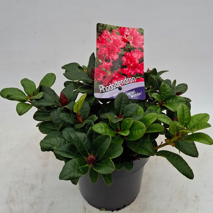 <h4>Rhododendron (R) 'Scarlet Wonder'</h4>
