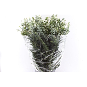 Euca Baby Blue 300 Gram Extra