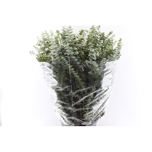 Euca Baby Blue 300 Gram Extra