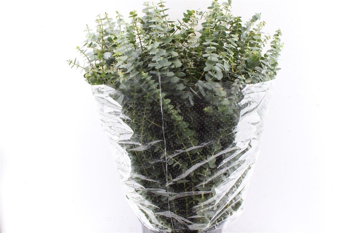 <h4>Euca Baby Blue 300 Gram Extra</h4>