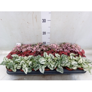 Hypoestes phyllo.   ...mix