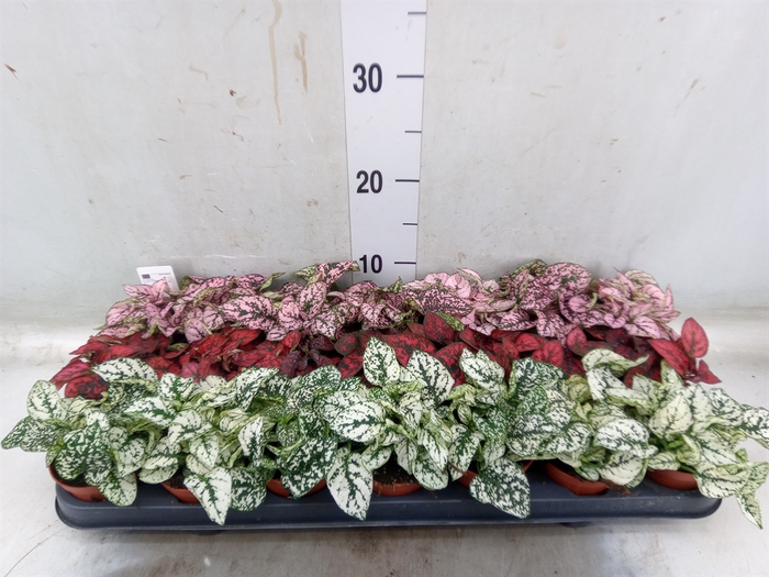 <h4>Hypoestes phyllo.   ...mix</h4>