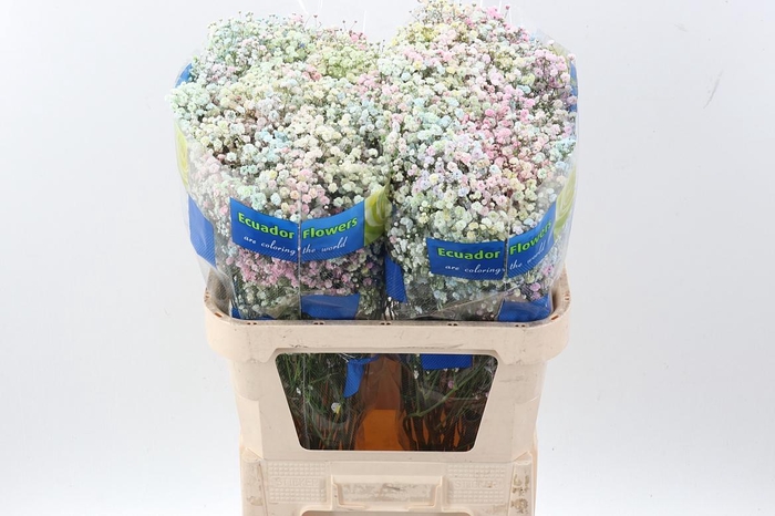 <h4>Gy Xlence Pastel Rainb Tinted 40gr</h4>
