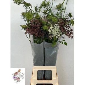 DAUCUS CAROTA DARA
