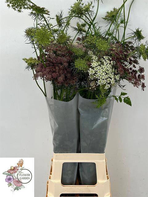 <h4>DAUCUS CAROTA DARA</h4>