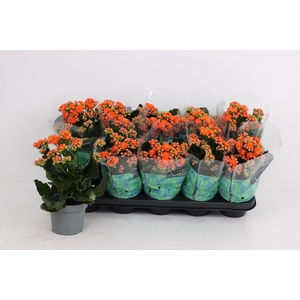 KAL GE PERFECTA ORAN