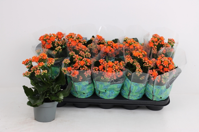 <h4>KAL GE PERFECTA ORAN</h4>