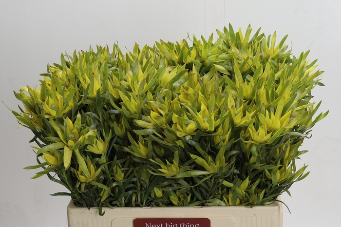 <h4>Leucadendron Pisa Spray</h4>