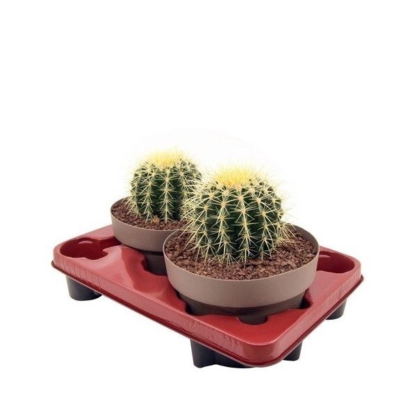 <h4>ECHINOCACTUS GRUSONII - BOWL Ø 20 (CACTUS)</h4>