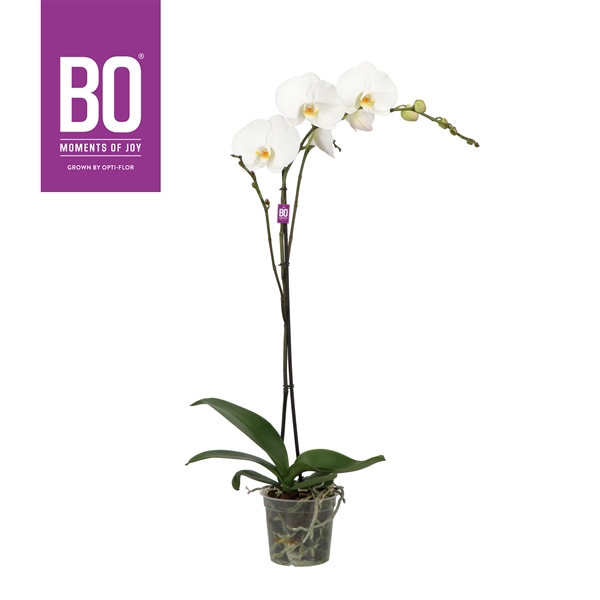 King P15 BO White 1 spike
