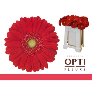 Gerbera Carambole Water