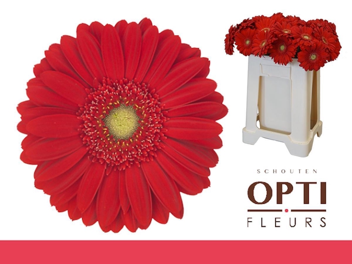 <h4>Gerbera Carambole Water</h4>