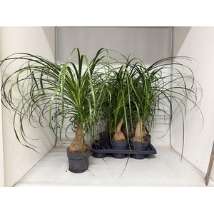 BEAUCARNEA RECUR