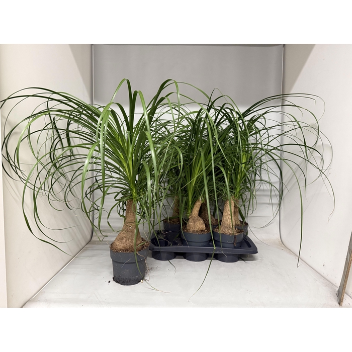 <h4>Nolina Recurvata (Beaucarnea) 17Ø 70cm</h4>