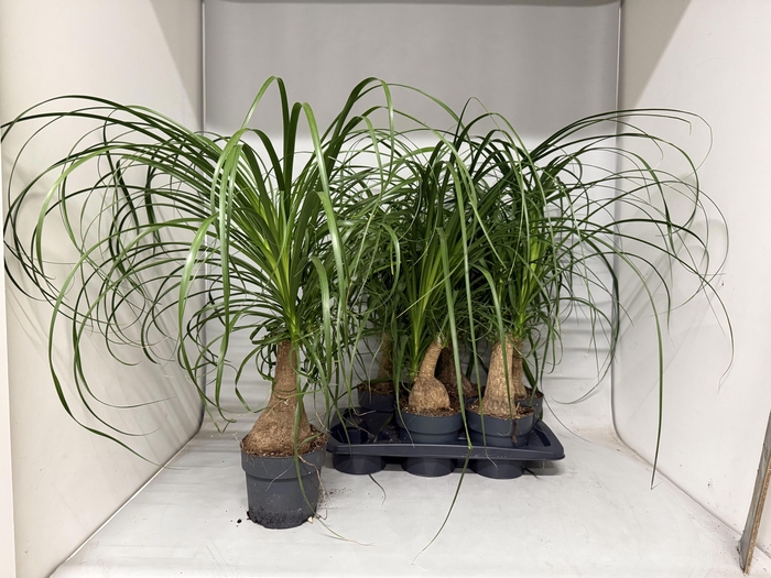 <h4>BEAUCARNEA RECUR</h4>