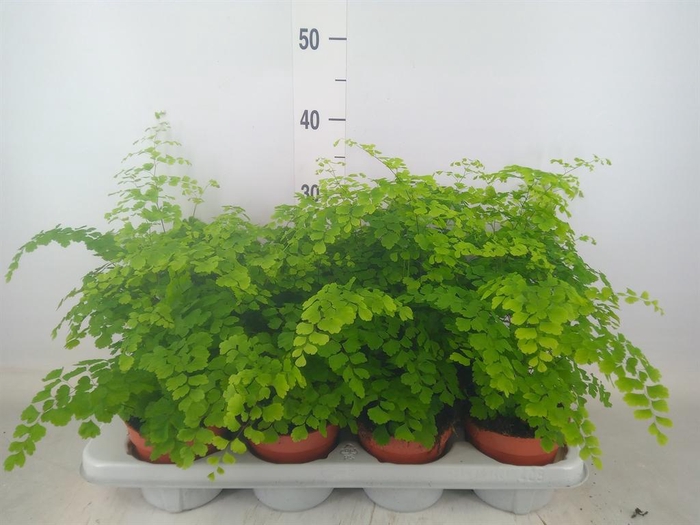 <h4>Adiantum raddi. 'Fragrans'</h4>