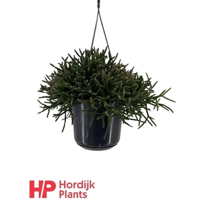 Rhipsalis Burchellii hangpot