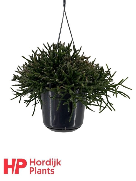 <h4>Rhipsalis Burchellii hangpot</h4>