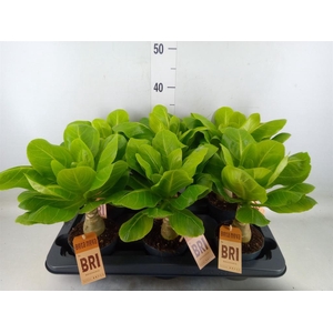 Brighamia ins. 'Hawaiian Palm'