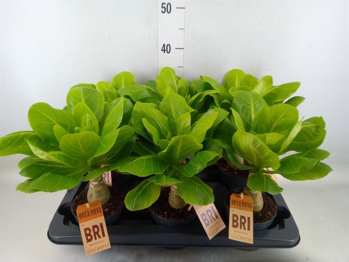 <h4>Brighamia ins. 'Hawaiian Palm'</h4>