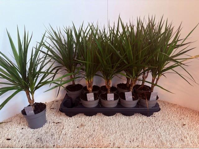 <h4>DRA MARGINATA</h4>