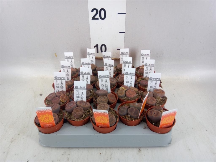 <h4>Lithops sp.</h4>