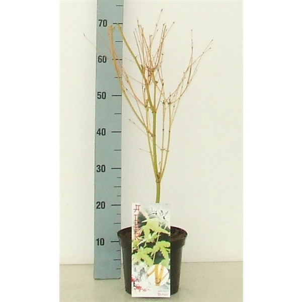 <h4>Acer palmatum 'Bi Hoo' P19 Full CC</h4>